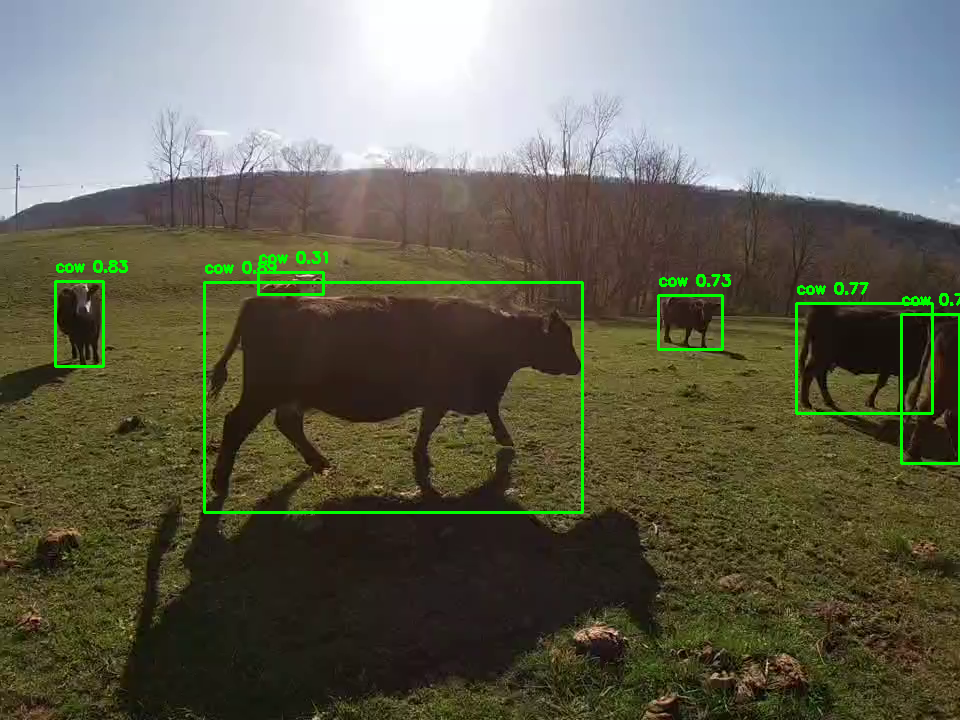 bovine20250416_signal-2025-04-14-123255-002.mp4._.0001